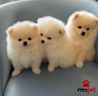 Ράτσα: Πομεράνιαν - Pomeranian | Ηλικία: 3 μηνών | Φύλο: Θηλυκό | Αρ. Microchip: 9745854870226 | Ιδιώτης | Εκπαιδευμένο | Pedigree | Περιοχή: Αττική